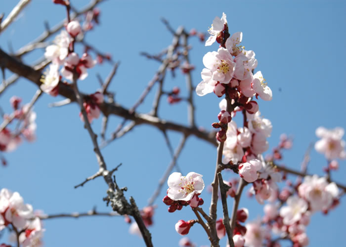 芽生え